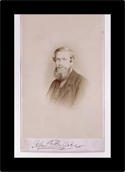 Alfred Russel Wallace, British naturalist C013  /  6595
