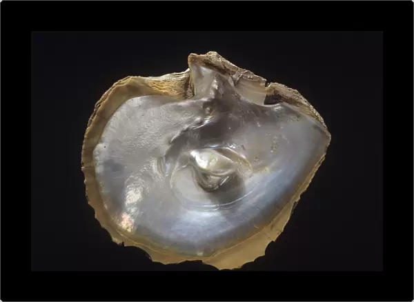 Oyster shell with pearl C013  /  6623