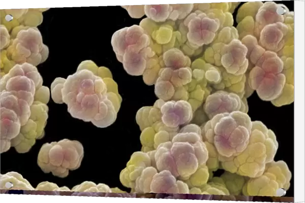 Archaea (Methanosarcina sp. ) SEM C013  /  7189