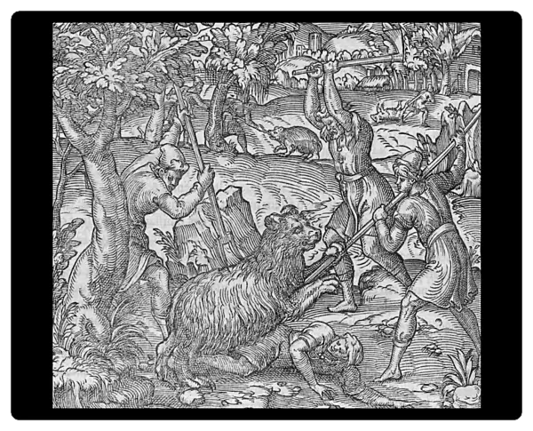 Bear hunting, 16th century