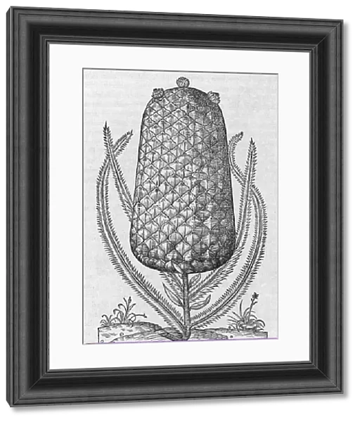Pineapple, 16th century C013  /  7639