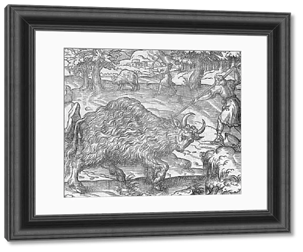 Hunting bison, 16th century