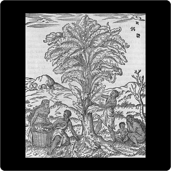 African herbal tree, 16th century