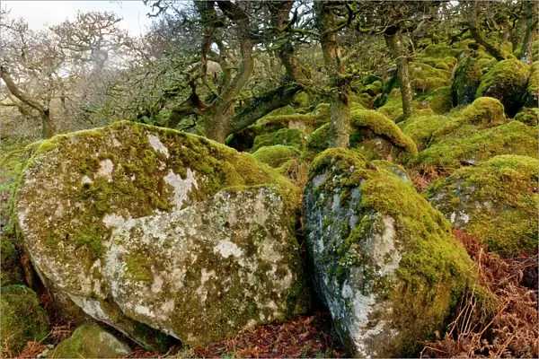 Oak woodland on Dartmoor