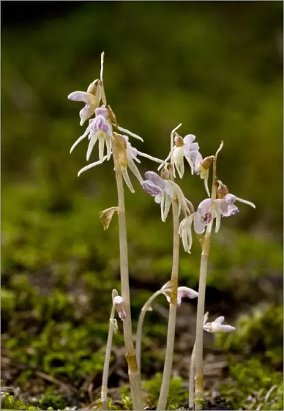 Ghost Orchid (Epipogium aphyllum) C016  /  3549