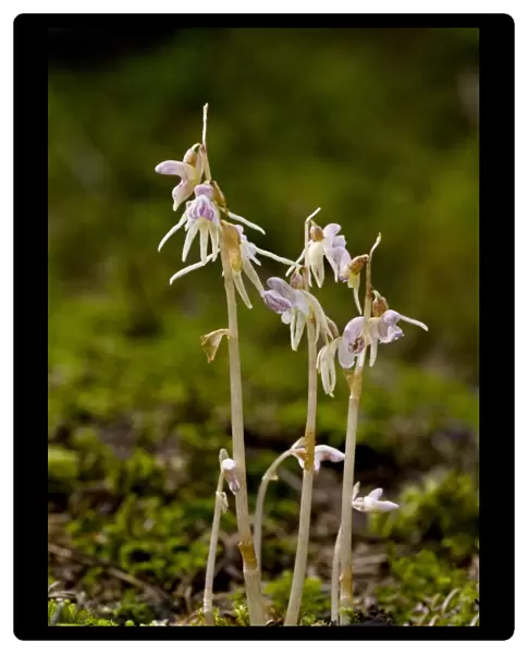 Ghost Orchid (Epipogium aphyllum) C016  /  3549