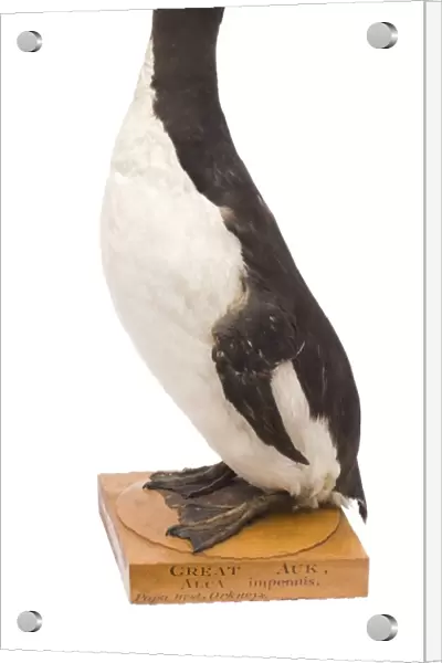 Great auk, mounted specimen C016  /  4877