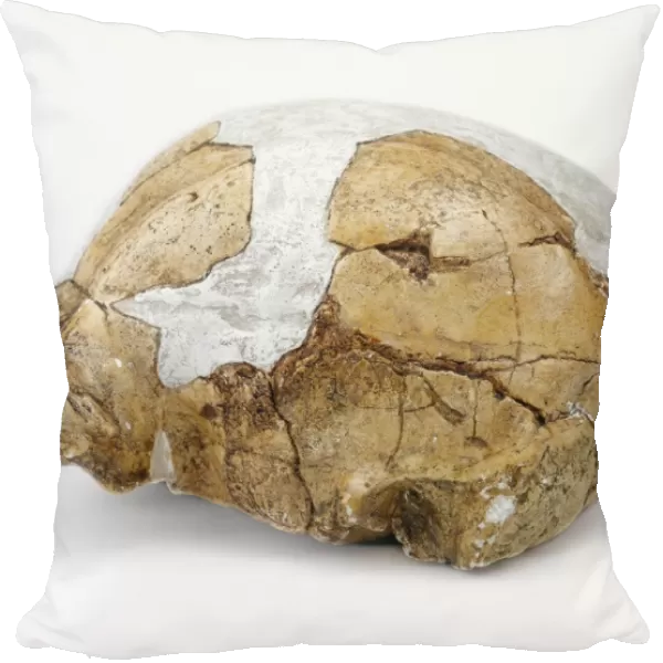 Homo erectus cranium (OH 9) C016  /  5096