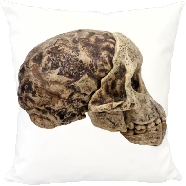 Taung Child skull (Taung 1) C016  /  5102