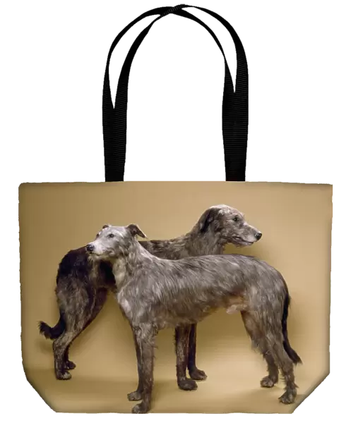 Scottish deerhounds, stuffed specimens C016  /  5136