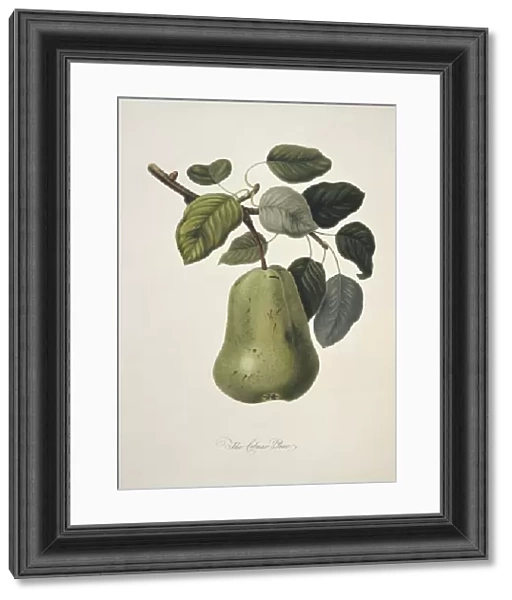 Colmart Pear (1818) C016  /  5460