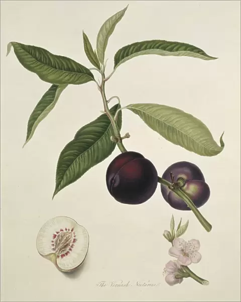 Vermash Nectarine (1818) C016  /  5465
