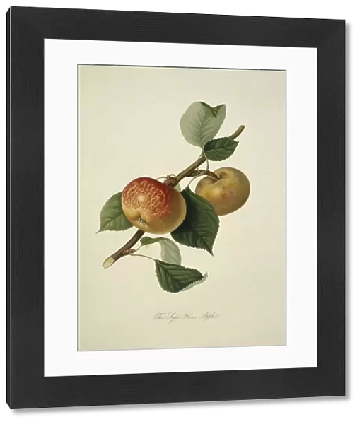 Sykehouse Apple (1818) C016  /  5468