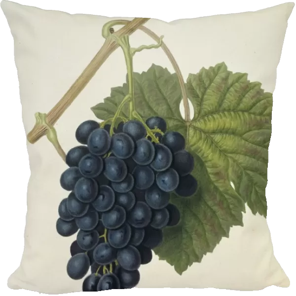 Black Prince Grape (1818) C016  /  5471