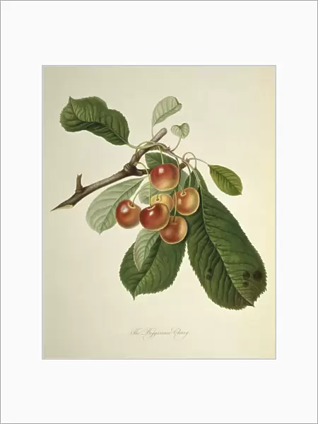 Bigarreau Cherry (1818) C016  /  5472