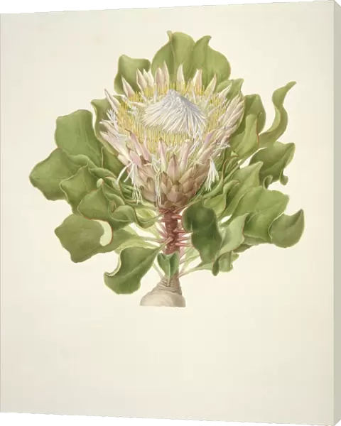 Protea cynaroides, 18th century C016  /  5487