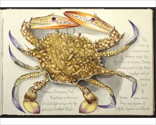 Flower crab, artwork C016  /  5536
