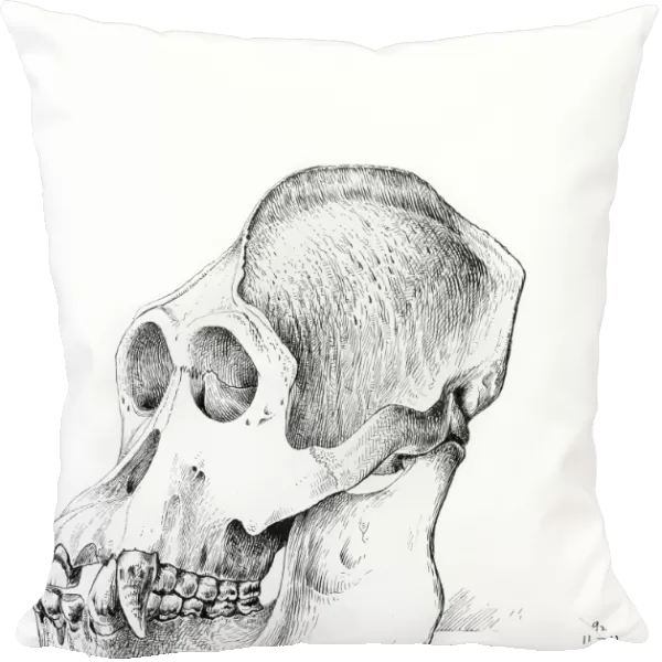 Orangutan skull, artwork C016  /  5549