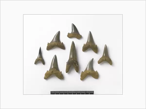 Fossil sand tiger shark teeth C016  /  5551