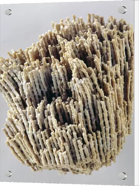 Goldfuss coral fossil C016  /  5616