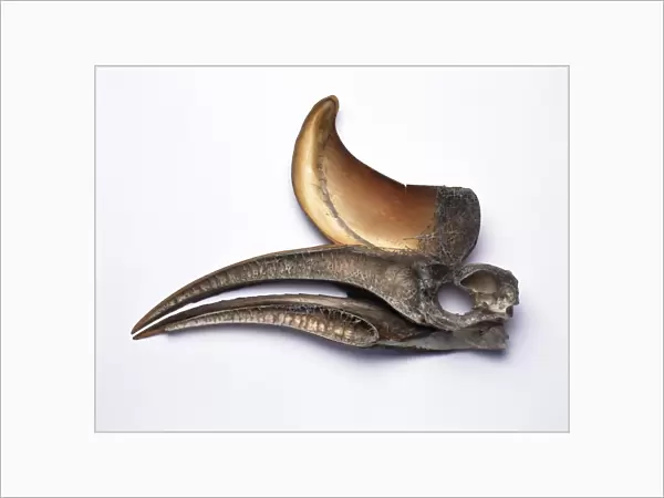 Rhinoceros hornbill skull C016  /  5670