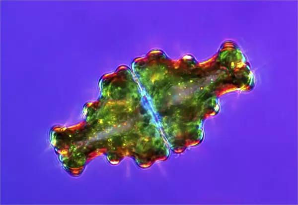 Euastrum desmids, light micrograph