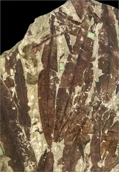 Fossil seed fern leaves C016  /  5951