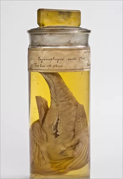 Preserved fish specimen C016  /  6200