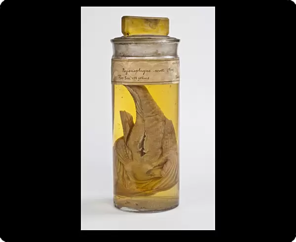 Preserved fish specimen C016  /  6200