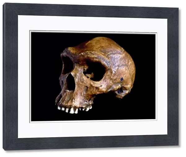 Homo heidelbergensis skull, Broken Hill 1 C015  /  6924