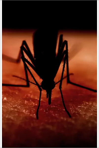 Mosquito biting a human C014  /  9801