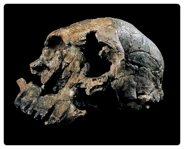 Homo rudolfensis skull (KNM-ER 1470) C015  /  6930
