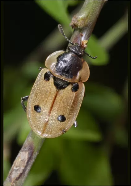 Four-spot carrion beetle