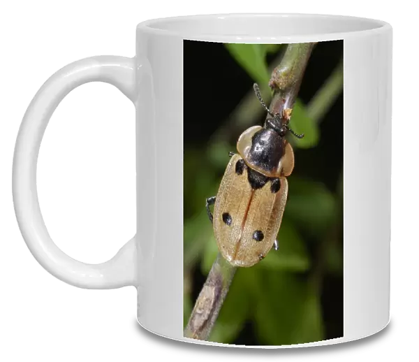 Four-spot carrion beetle