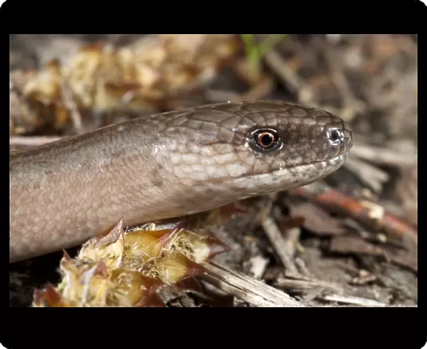 Slow worm. Close-up of the head of a slow worm (Anguis fragilis)