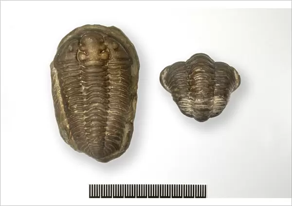 Locust trilobite fossils C016  /  5993
