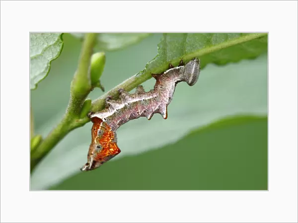 Pebble prominent caterpillar
