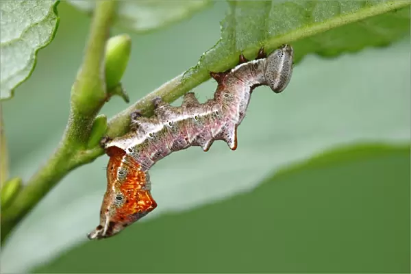 Pebble prominent caterpillar