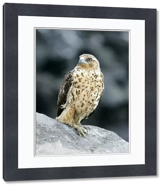 Galapagos hawk on a rock C014  /  3056