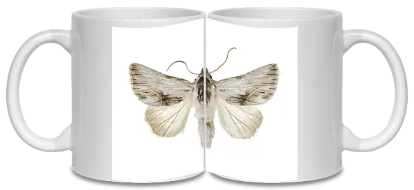 Antirrhinum brocade moth C016  /  2094