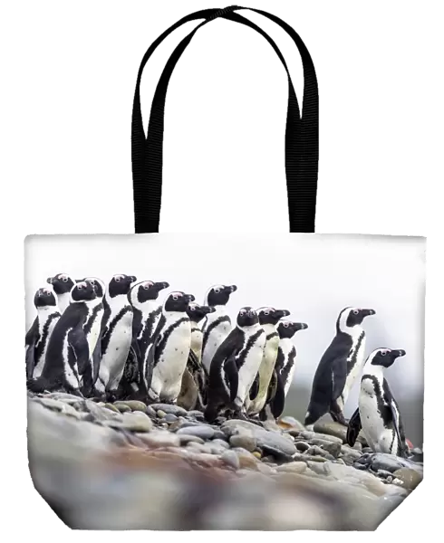African penguins on the beach C014  /  4978