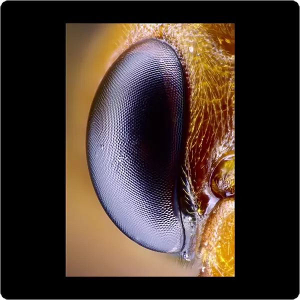 Wasp eye. Close-up of one of the compound eyes of a wasp 