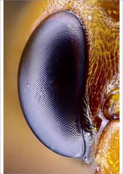 Wasp eye. Close-up of one of the compound eyes of a wasp 