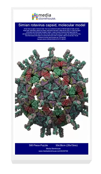Simian rotavirus capsid, molecular model