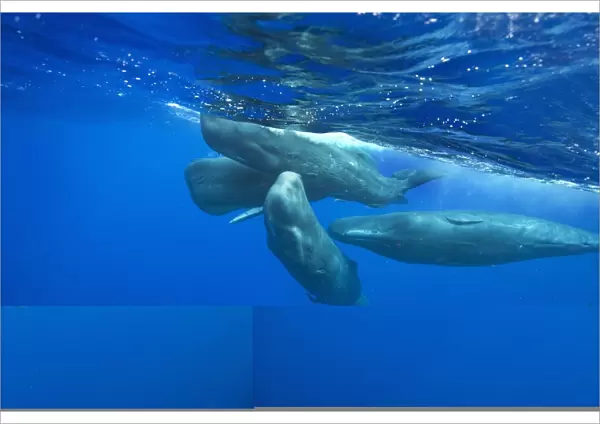 Sperm whales C014  /  0556