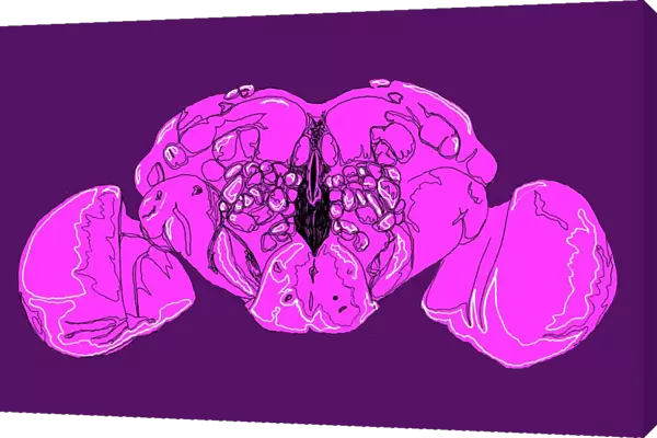Fruit fly brain, illustration C018  /  0791