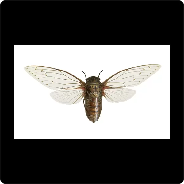 Empress cicada C016  /  2250