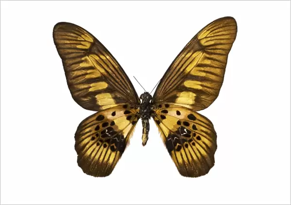Coppery swordtail butterfly C016  /  2154