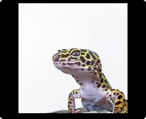 Leopard gecko C016  /  6101