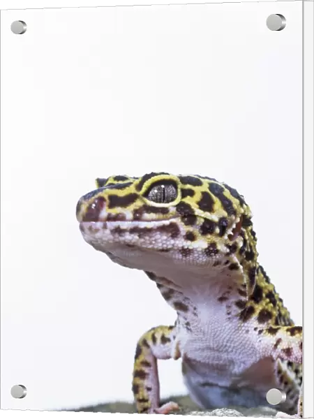 Leopard gecko C016  /  6101
